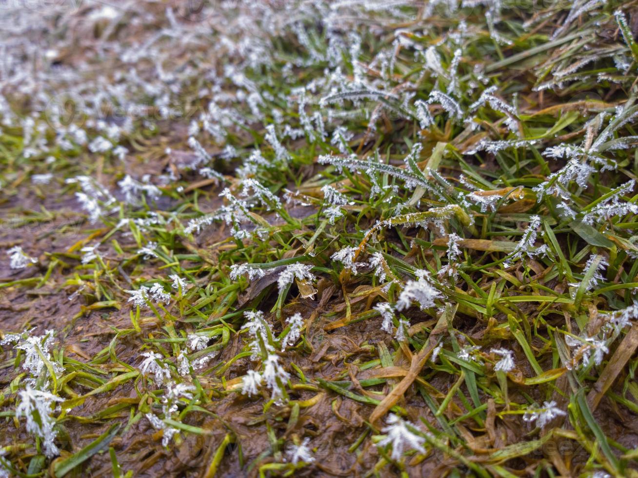 Frost on short green grass at early spring - closeup photo