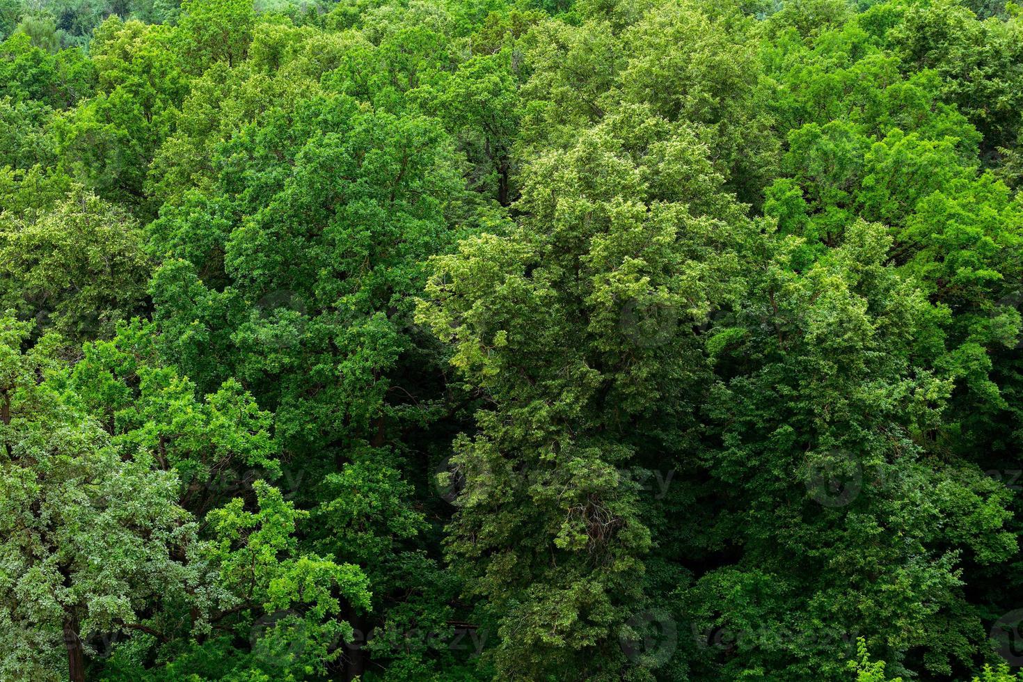 top of summer green linden forest solid foliage pattern background photo