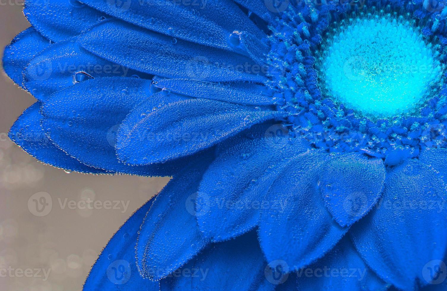 Red gerbera under air bubbles close up photo