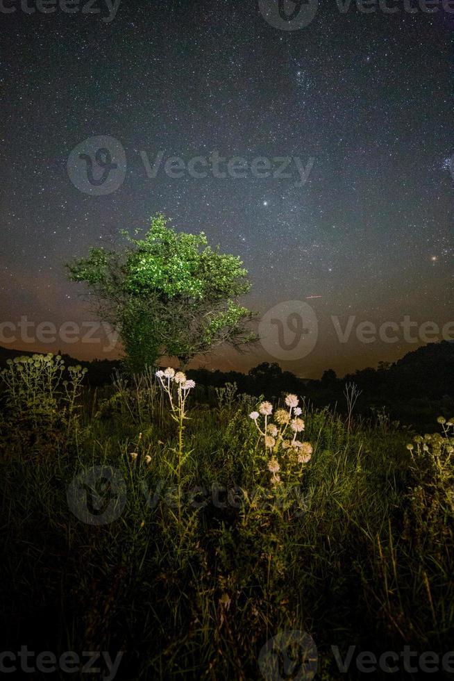 thistle spike balls and small tree on starry summer night night background photo