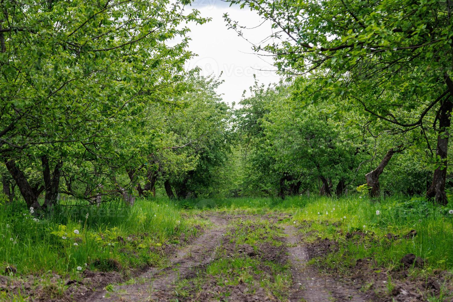 dirt road in summer apple garden at day light photo