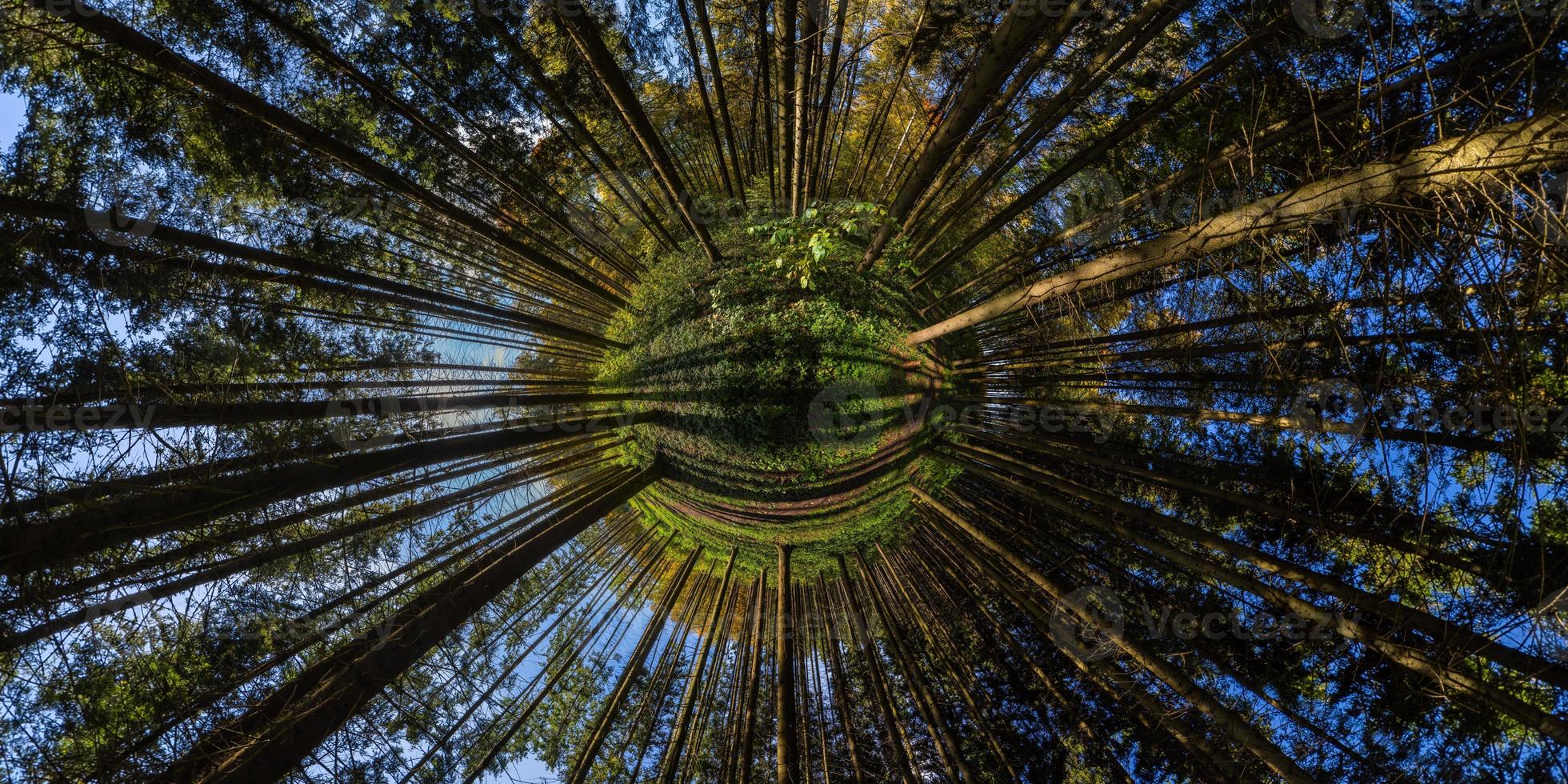 hyperbolic little planet projection of spherical panorama in sunny autumn day in pine forest with blue sky photo