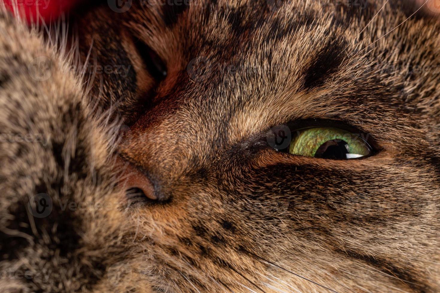 domestic tabby cat face close-up view with selective focus photo