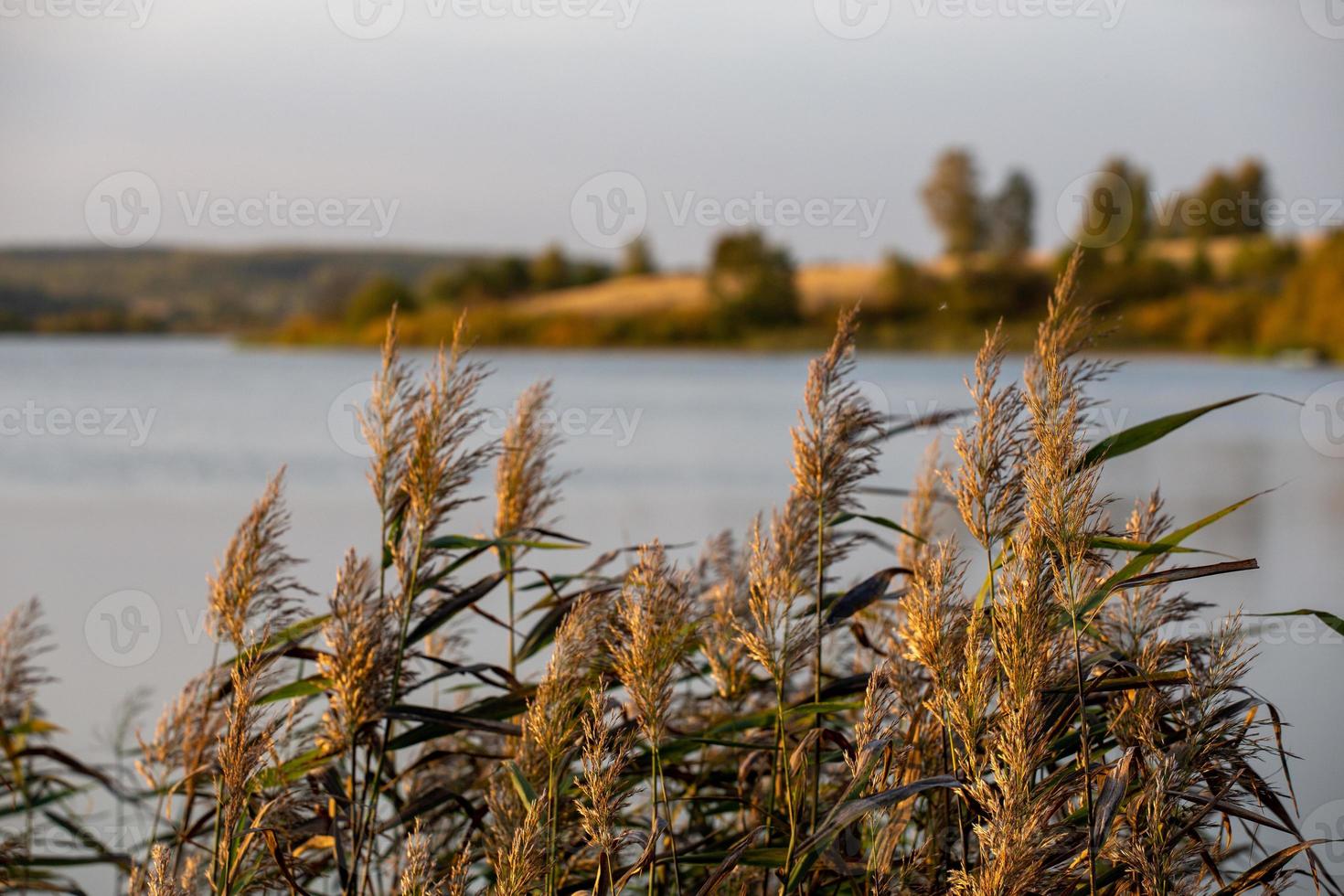 phragmites australis, common reed - dense thickets in the daylight, lake scenery in the blurred background photo