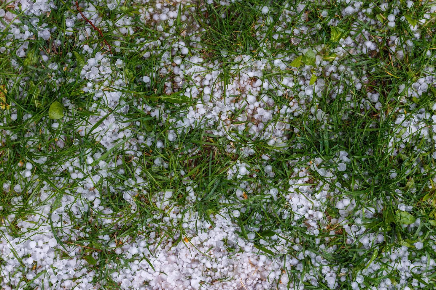 White ice hail on the green grass after summer storm photo
