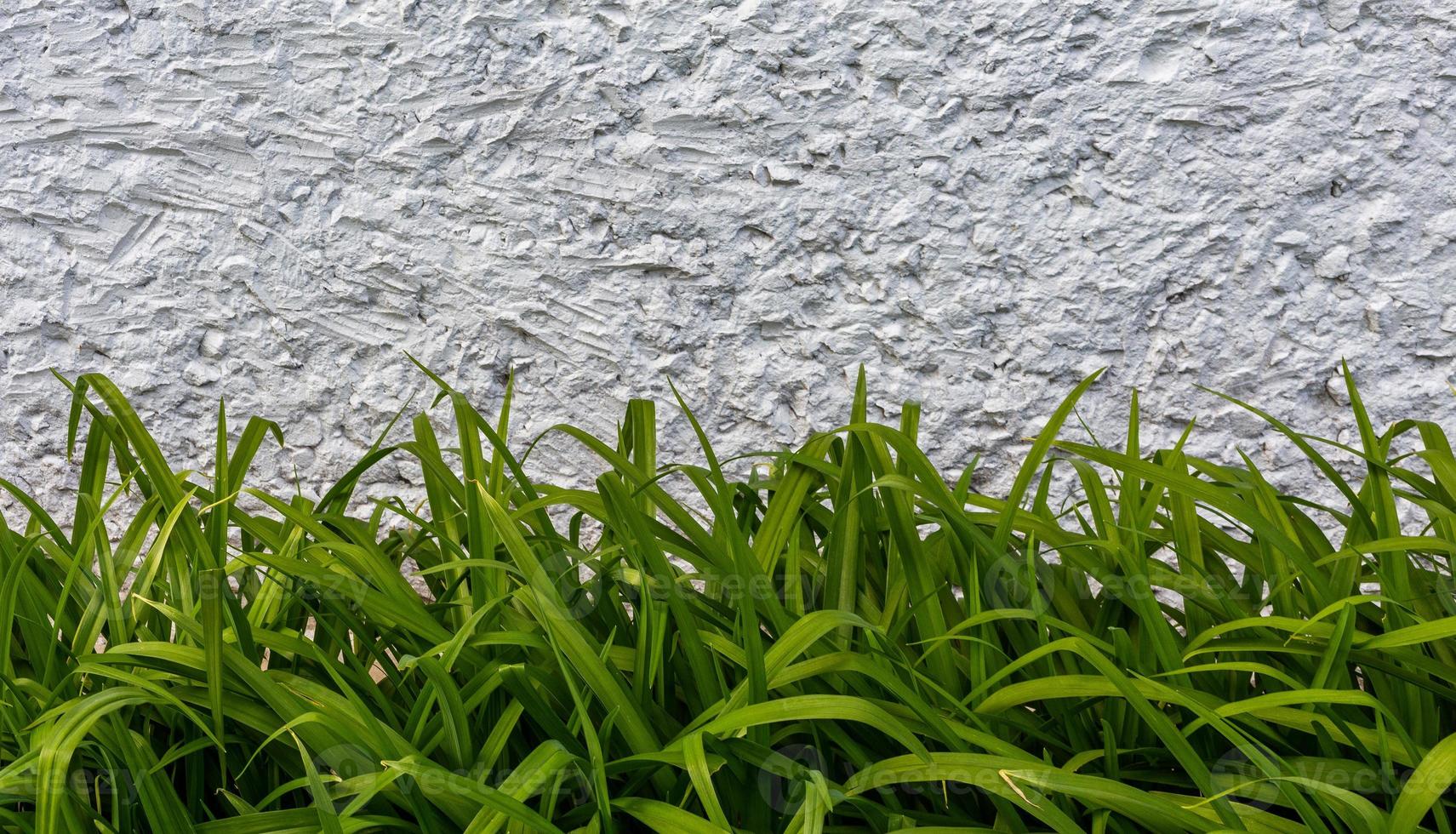 abstract background of day lilly green leaves and white concrete photo