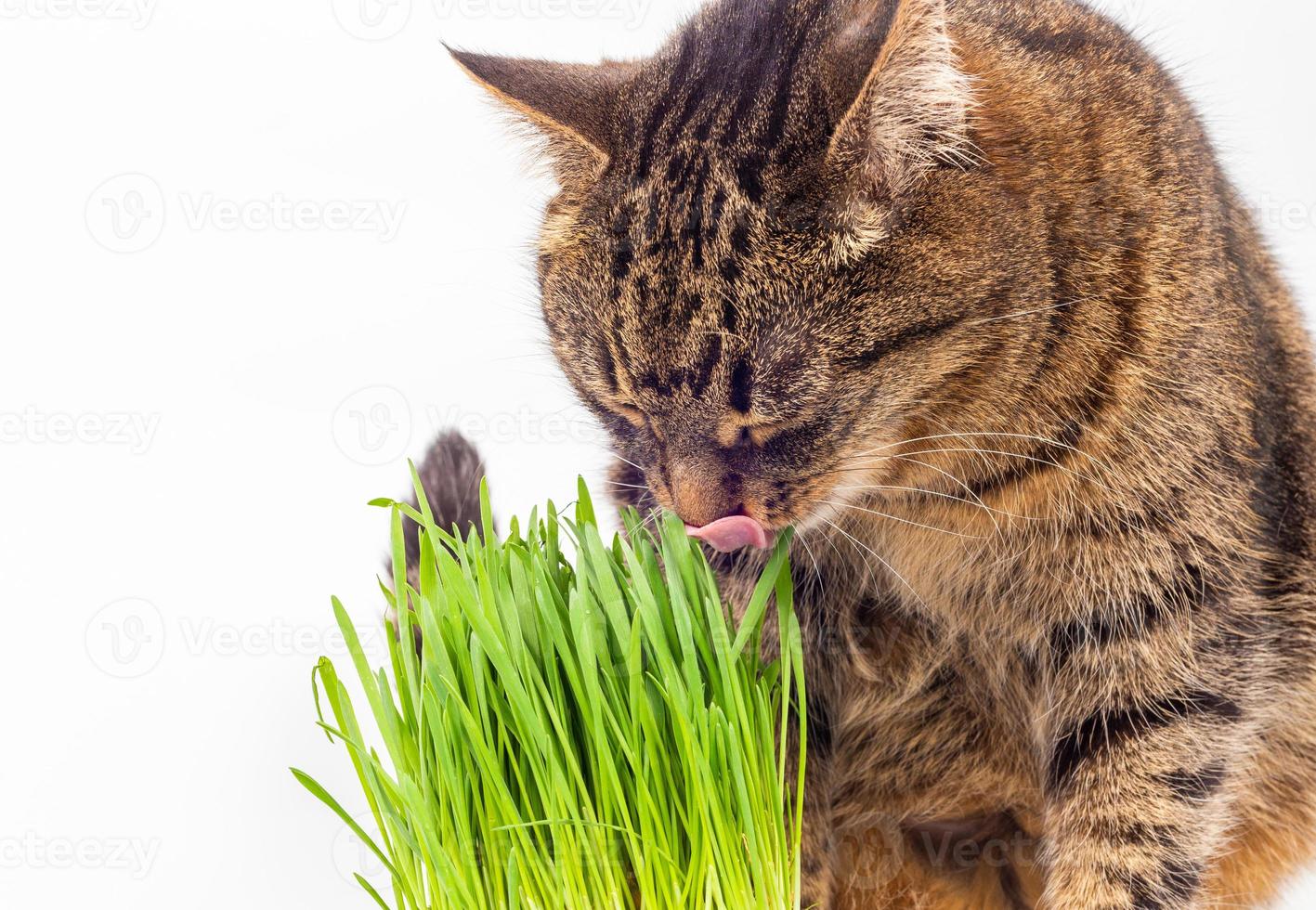 gray domestic tabby cat eating fresh green oats sprouts close-up on white background with selective focus and blur photo