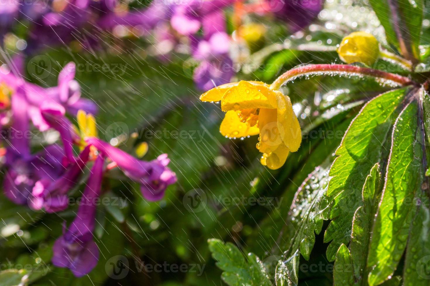 small yellow flower under spray photo