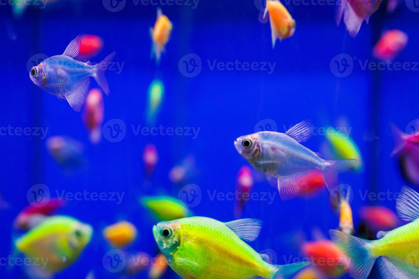 assortment of Ternetia Glofish in blue aquarium photo