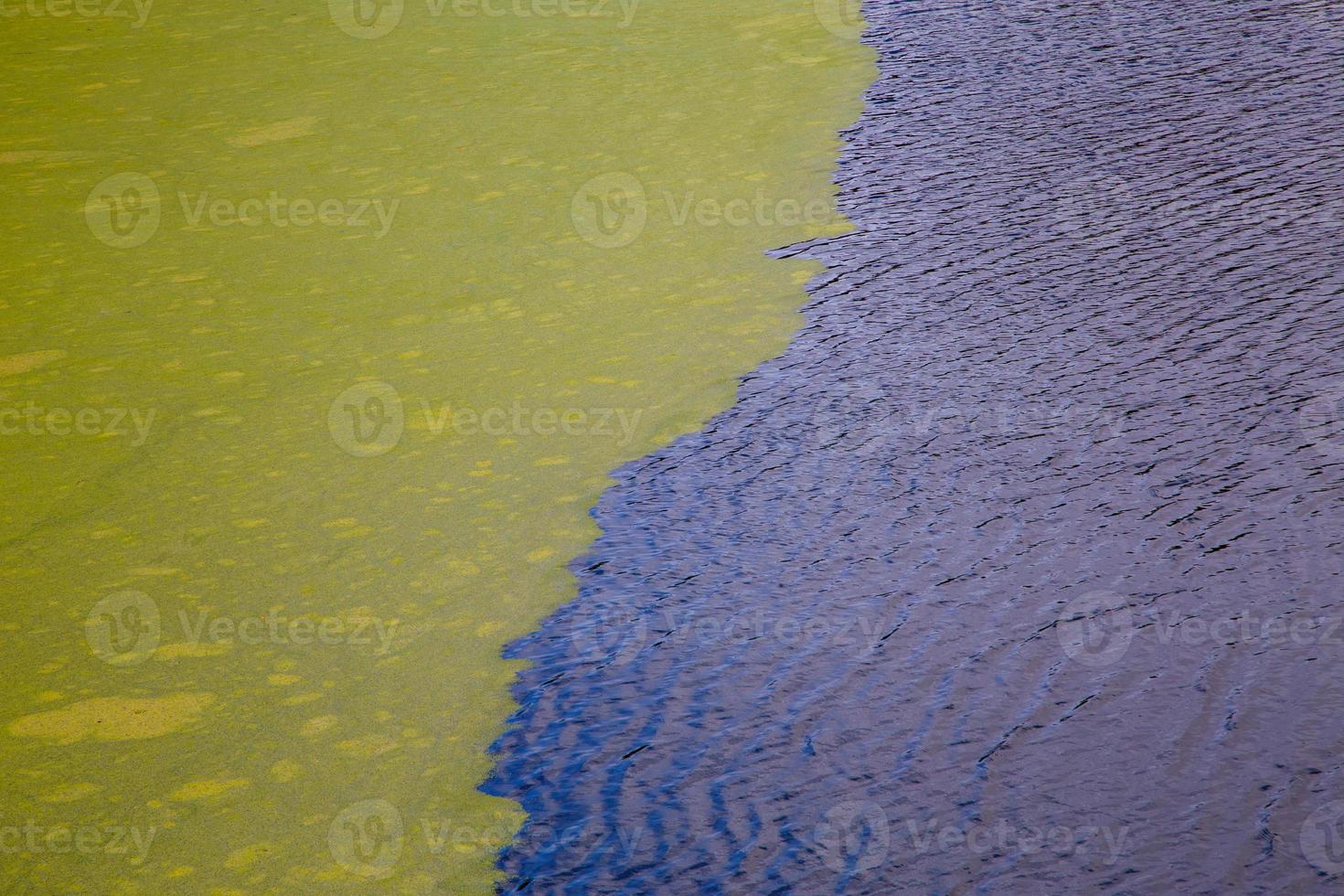 green algae floating on rippled water surface of the pond with pronounced edge photo