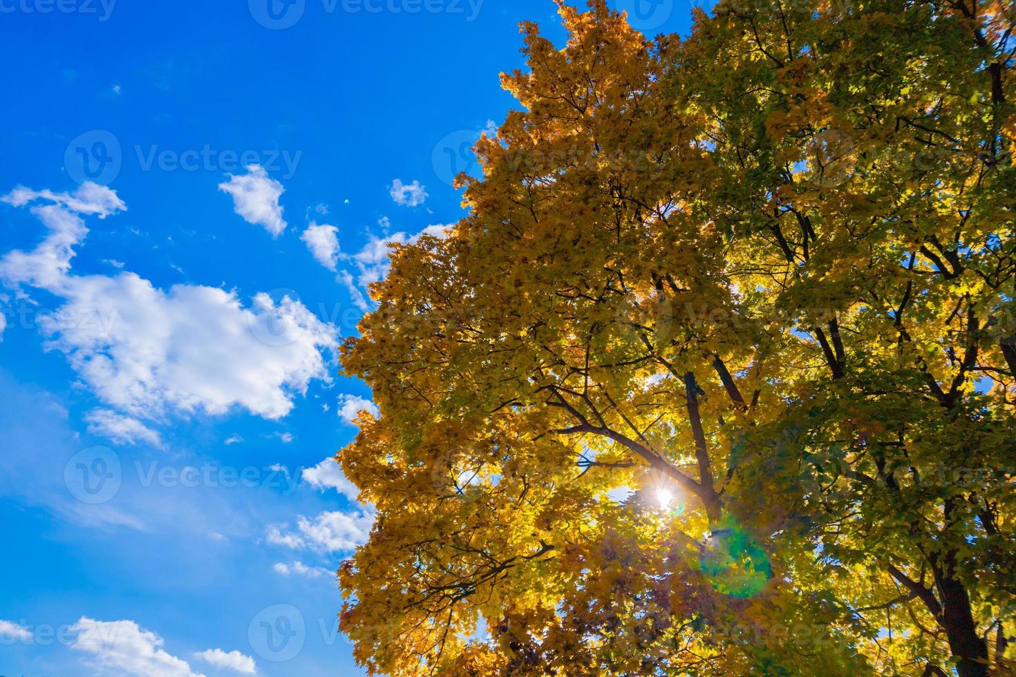 autumn vivid yellow maple tree on blue sky background - full frame upward view from below photo