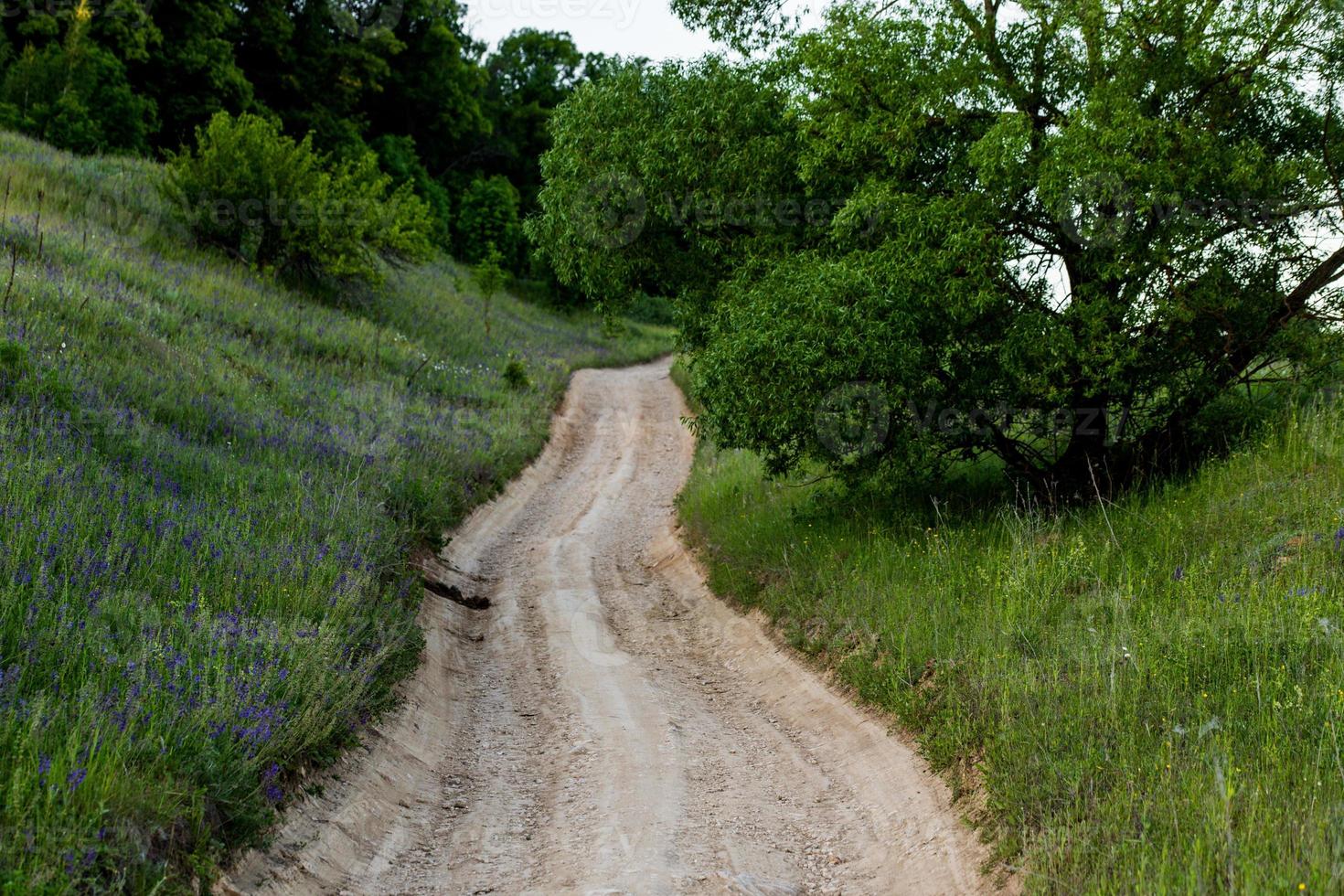 dry summer dirt road on green hill wtih tree closeup with selective focus photo