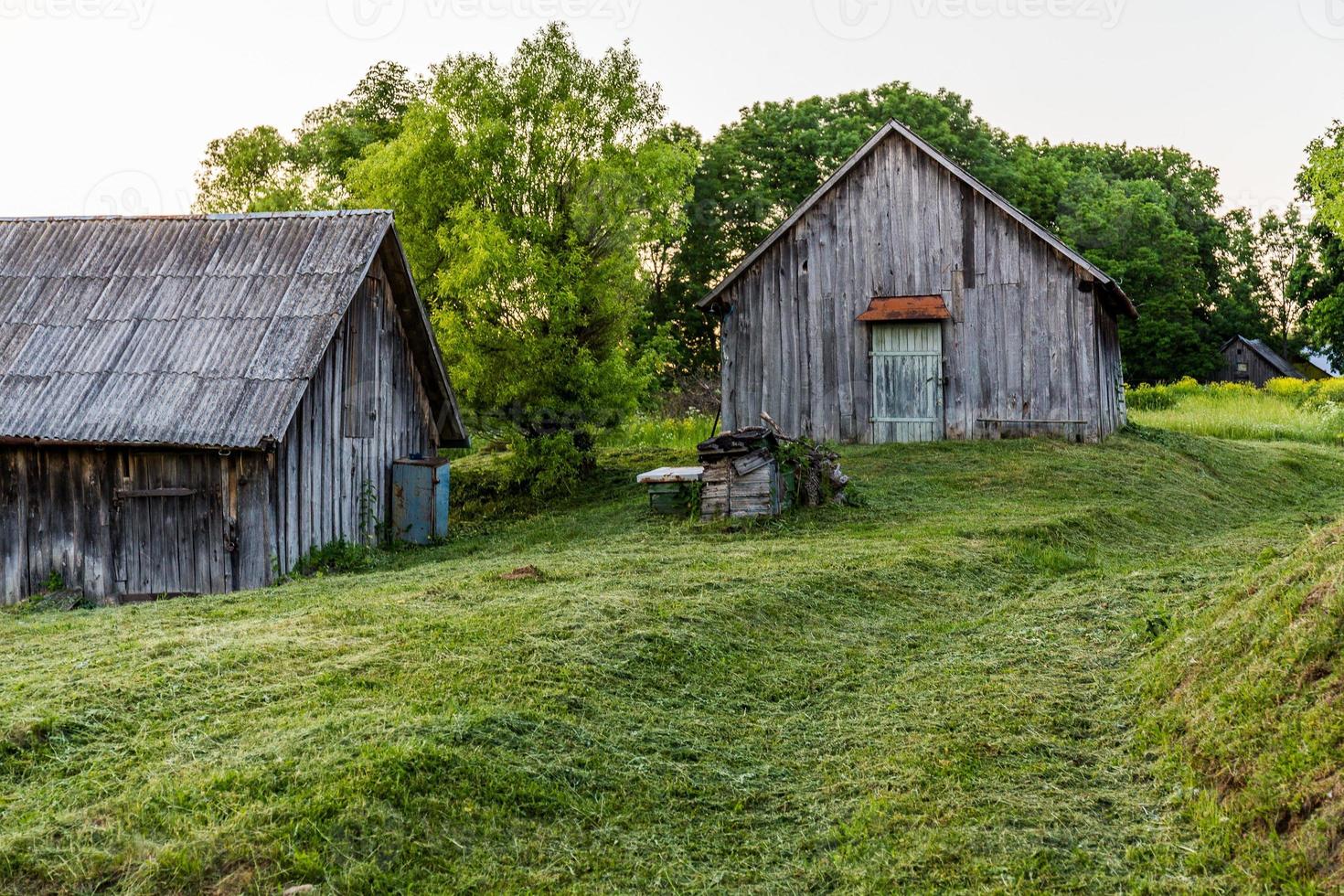old wooden barns on yard with mowed lawn at summer evening photo