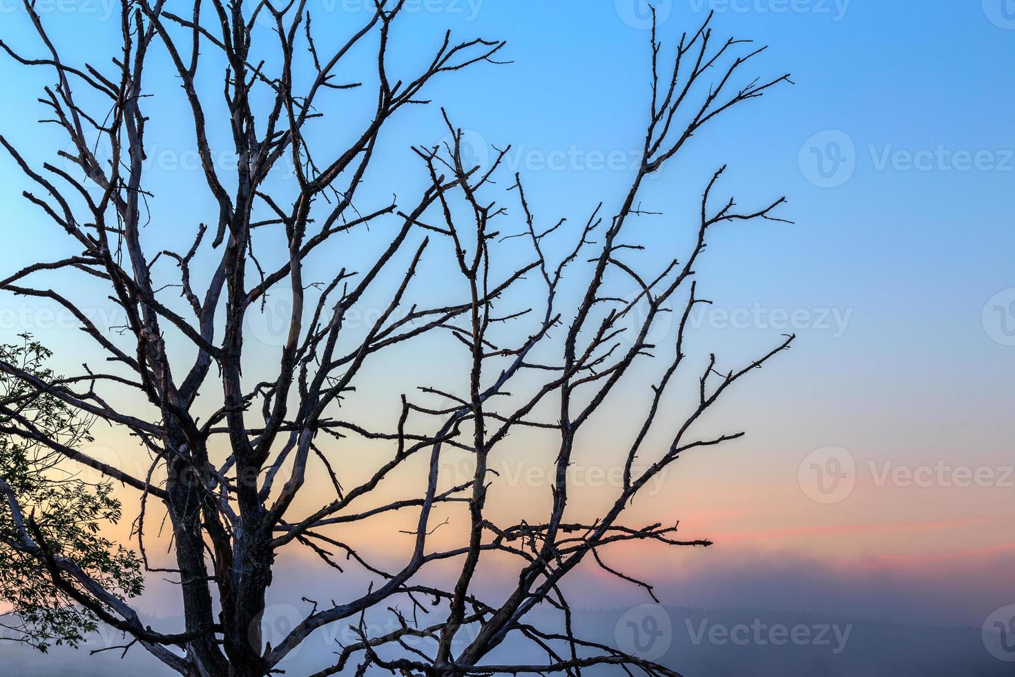 dry thin three branches on gradient morning sky background photo
