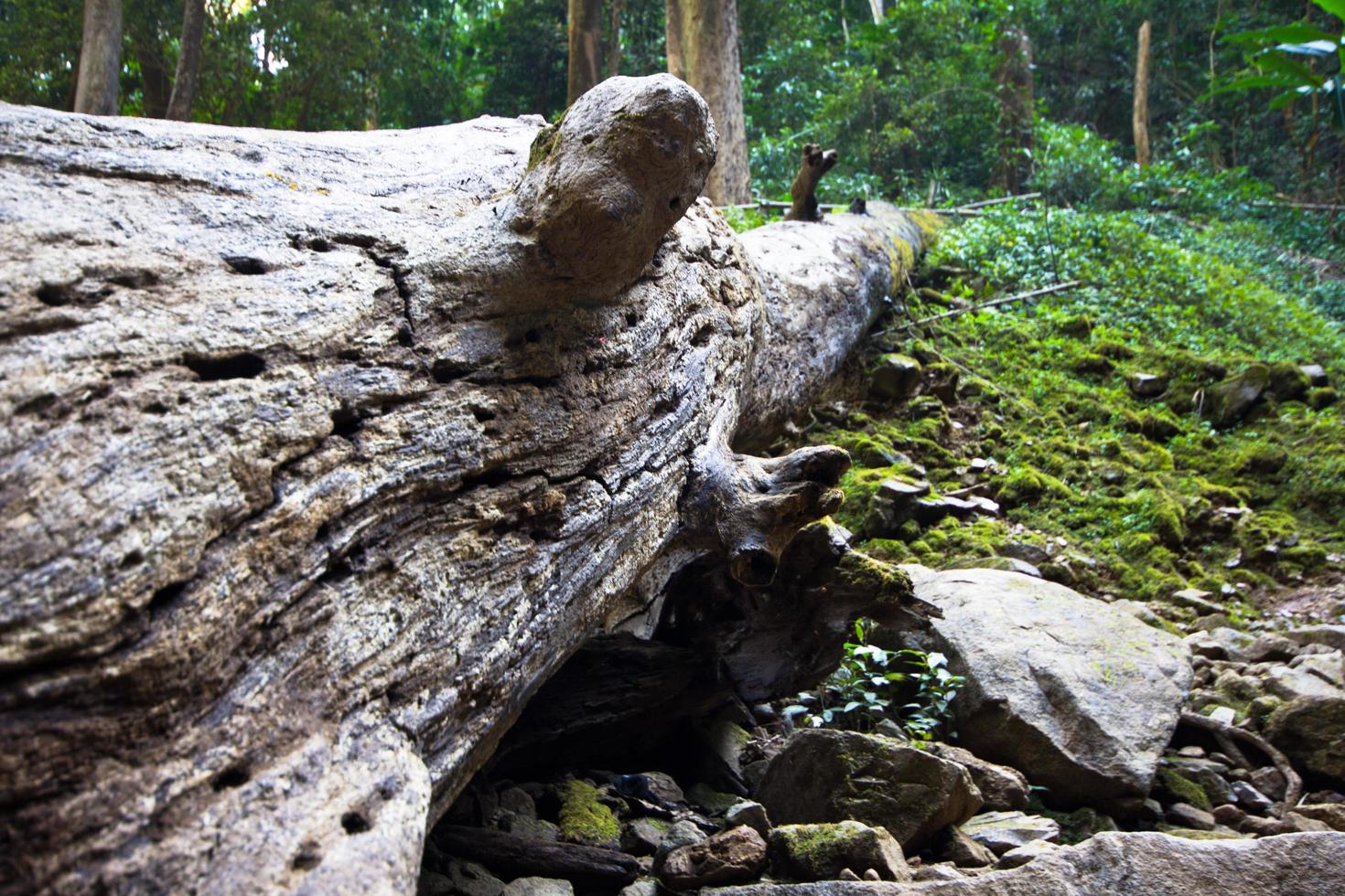 viejo registro en el bosque foto