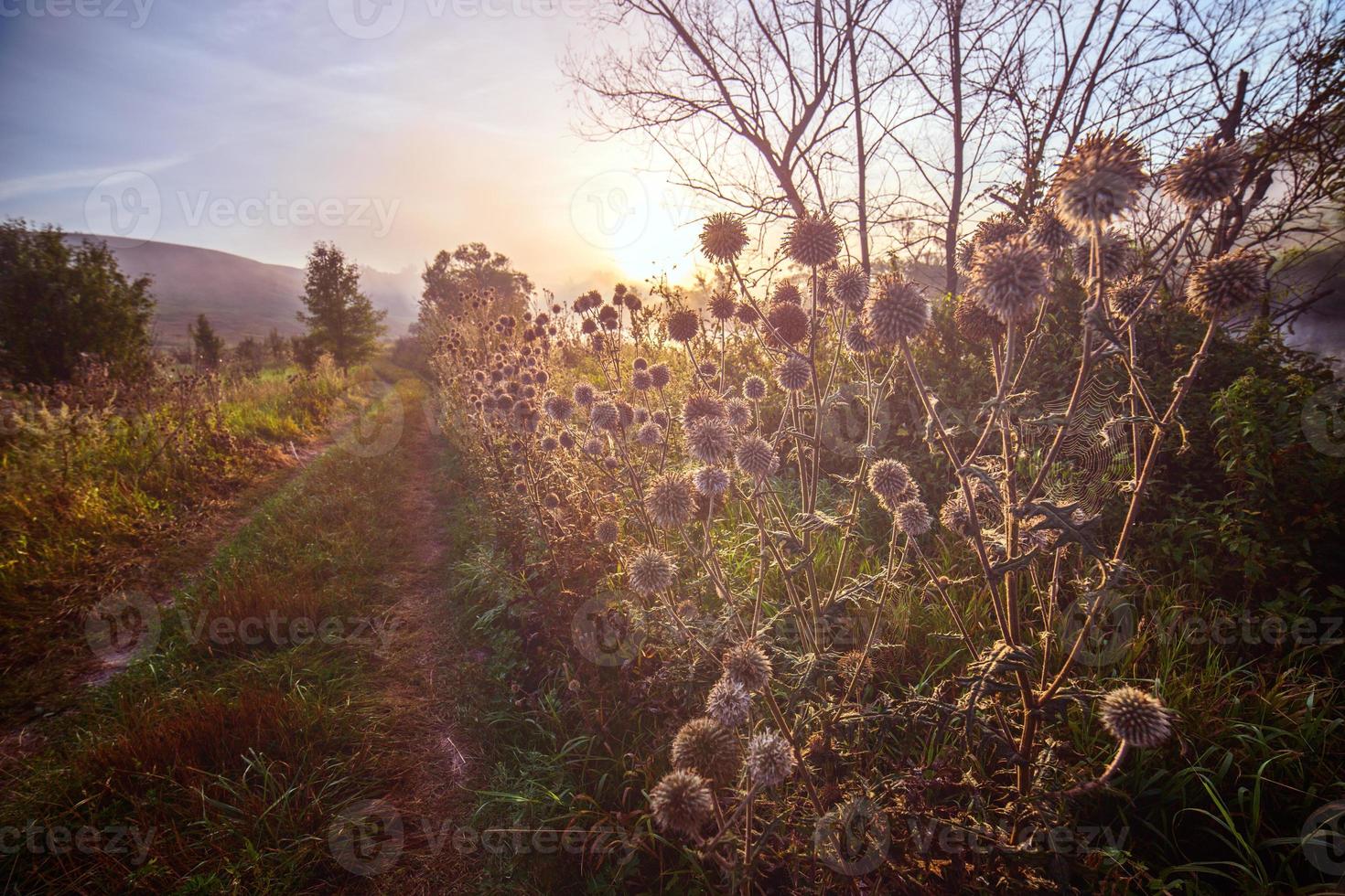 Milk thistle on side of rural pathway near river at foggy sunrise. photo