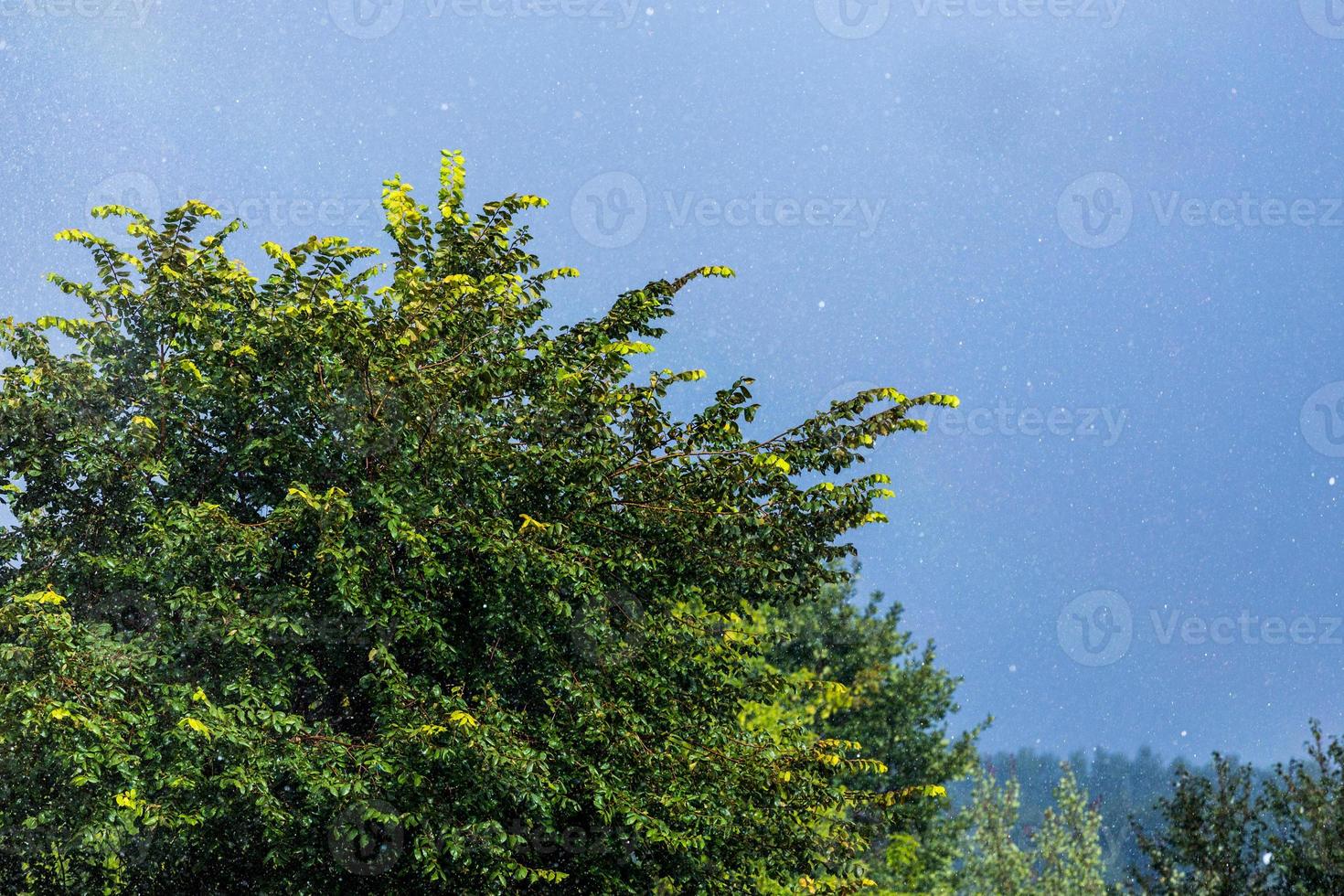 Tree foliage onder rain falling under sun. Short esposure telephoto close shot. photo