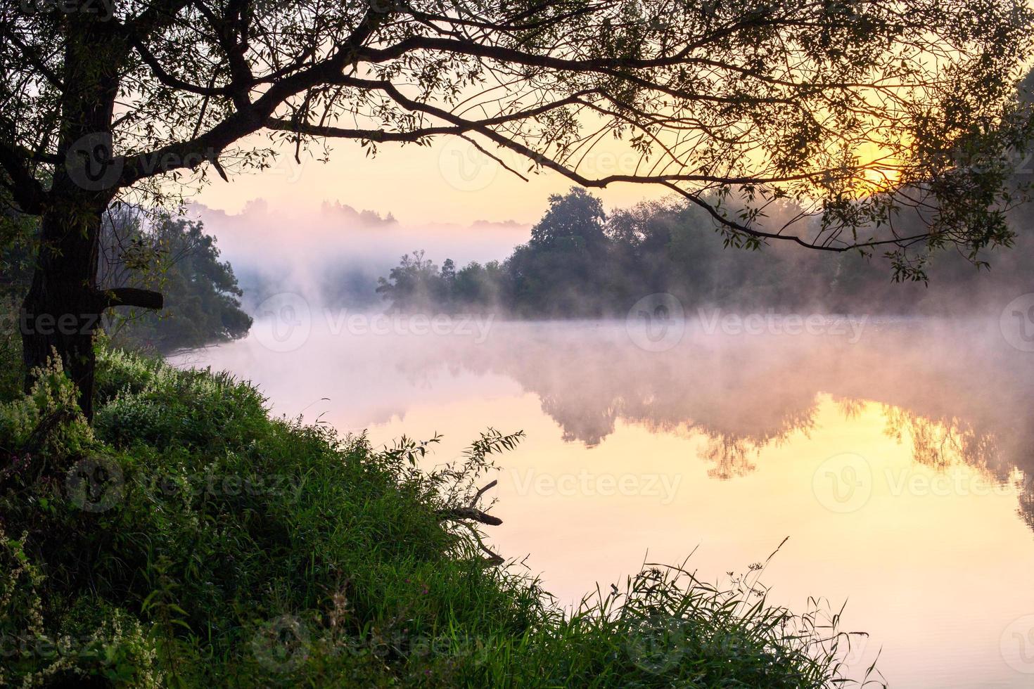 floating fog on summer river with tree over water photo