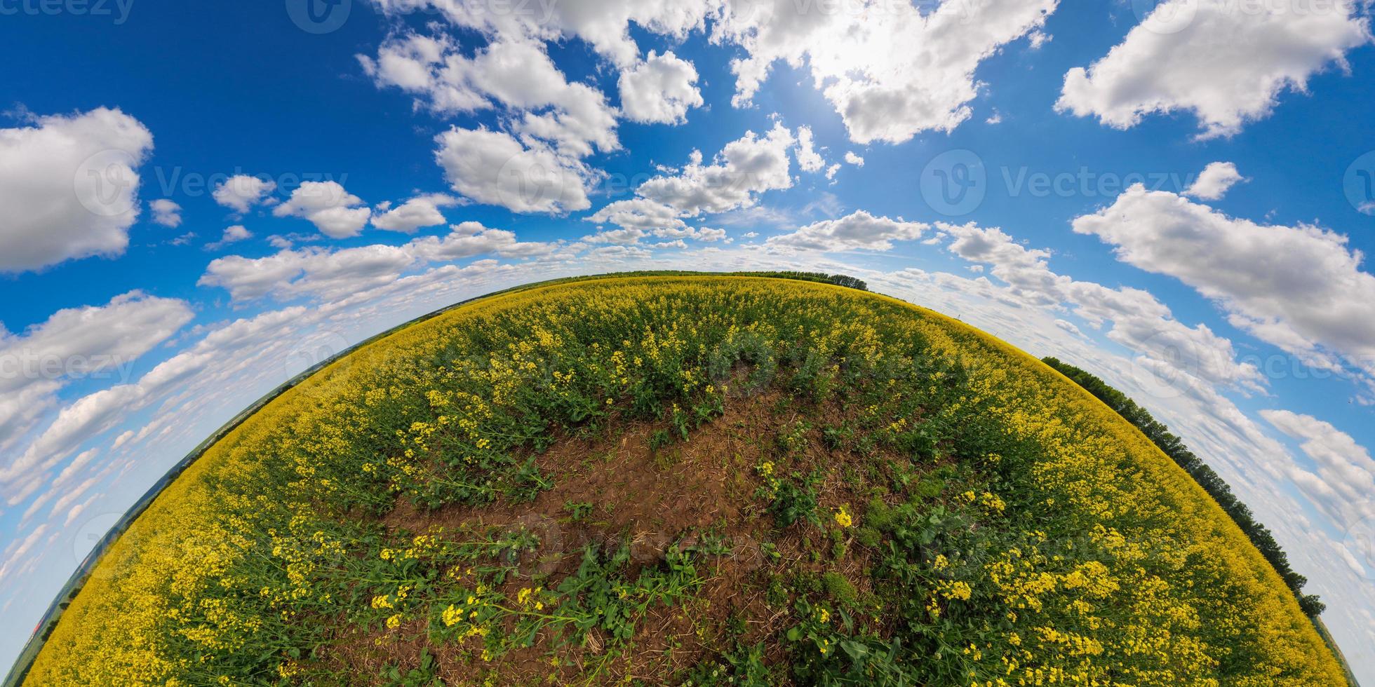 panorama of summer day blossomong yellow rapseed colza field in hyperbolic projection photo
