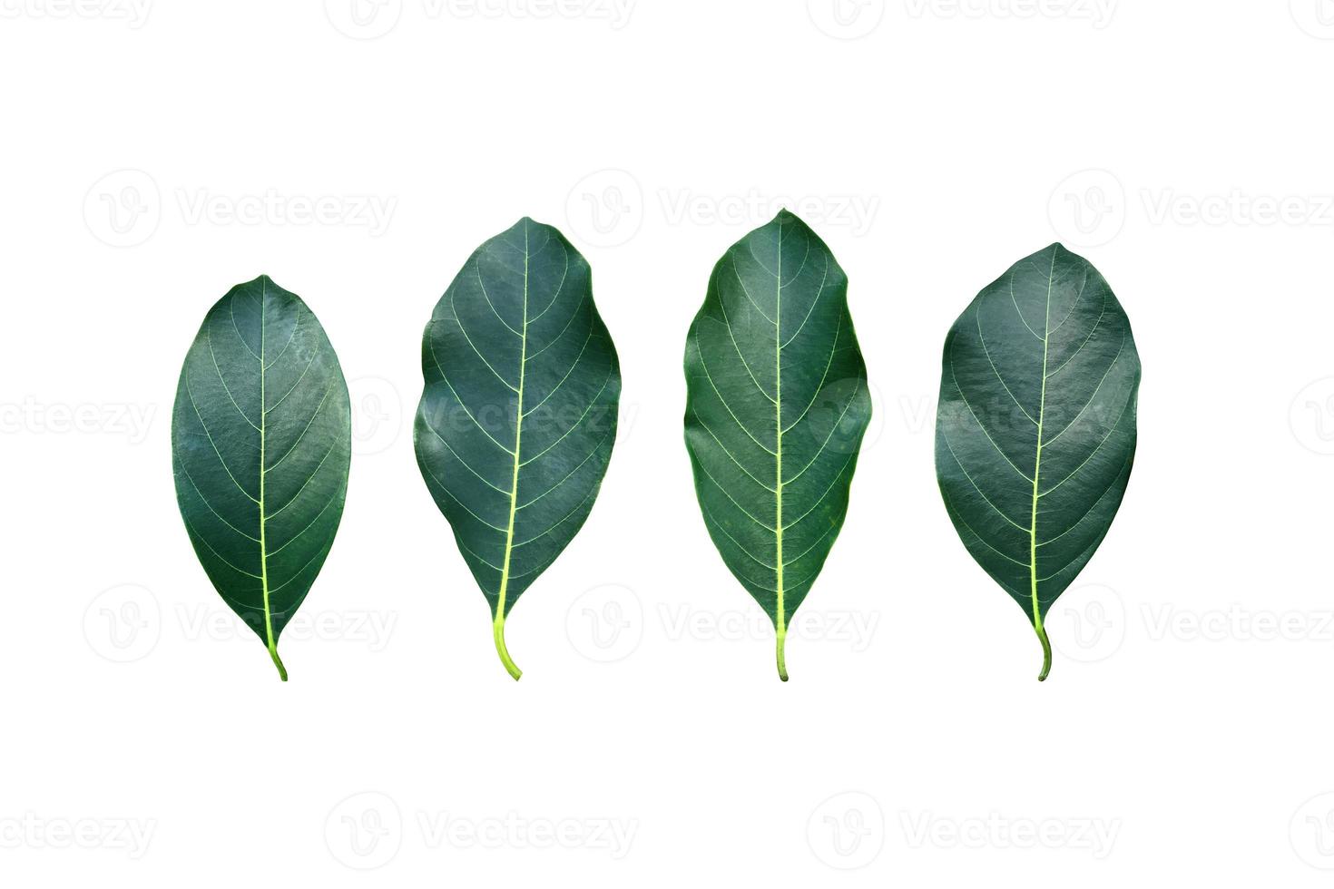 Isolated fresh and green leaves of jackfruit, clipping paths. photo