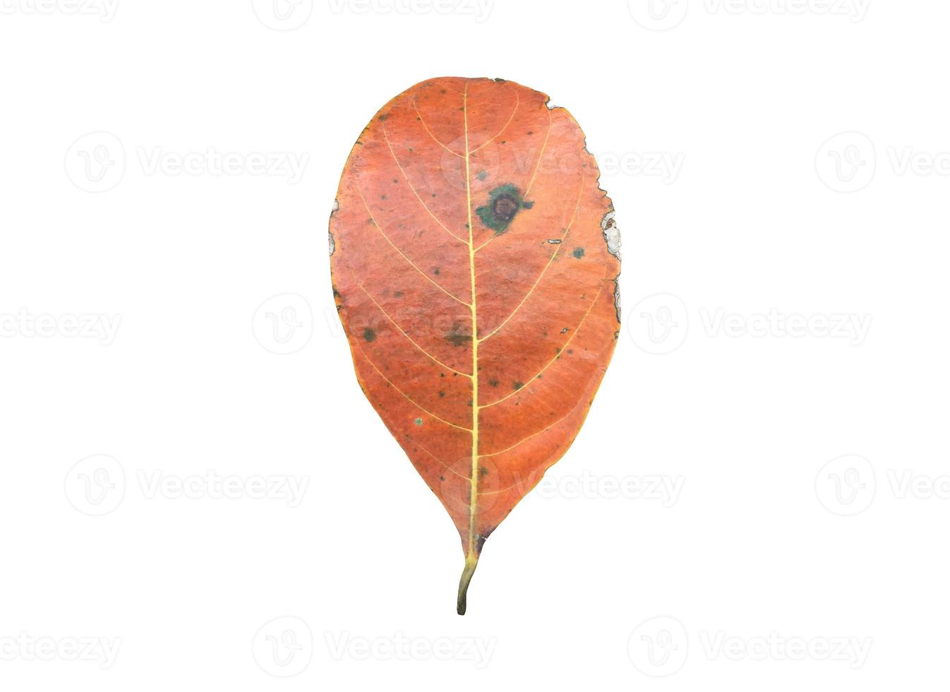 Isolated fresh and green leaves of jackfruit, clipping paths. photo