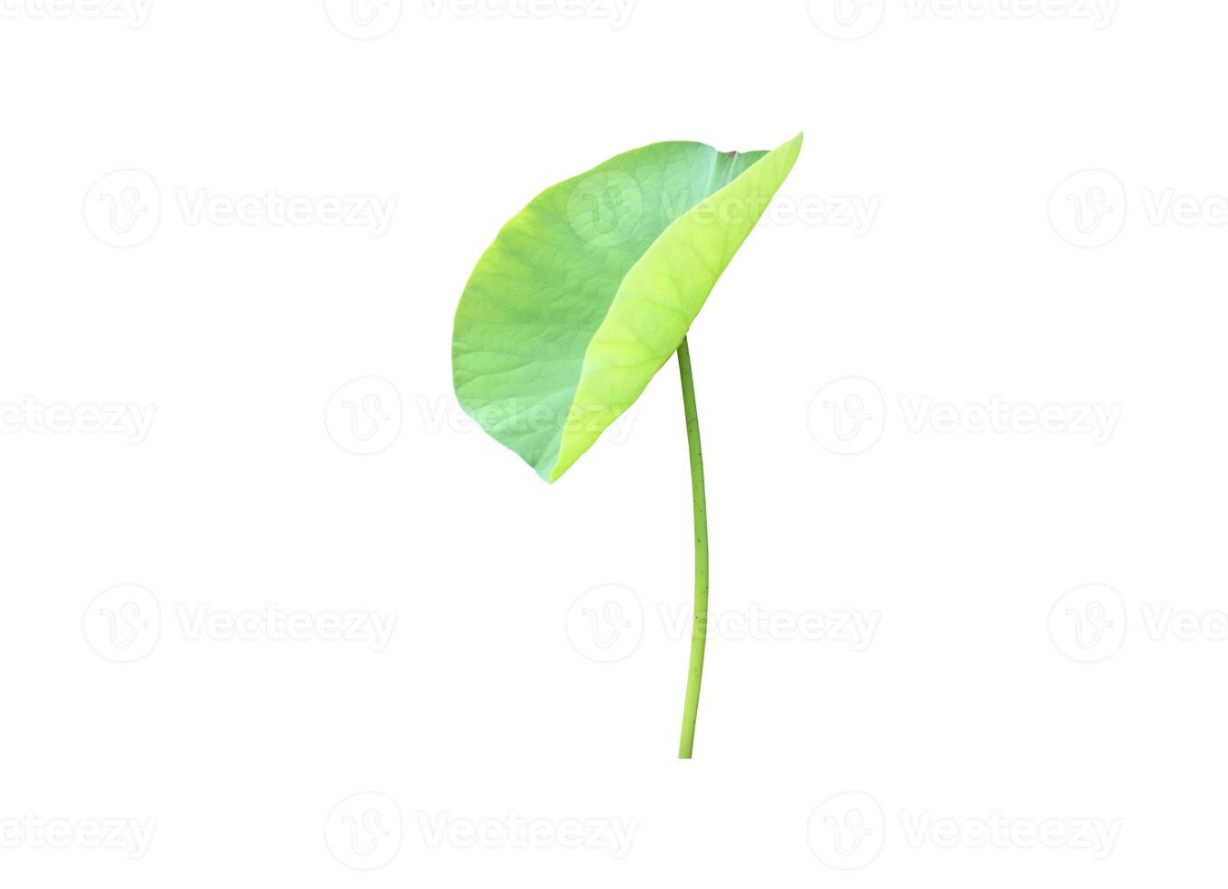 Isolated waterlily or lotus plants with clipping paths. photo