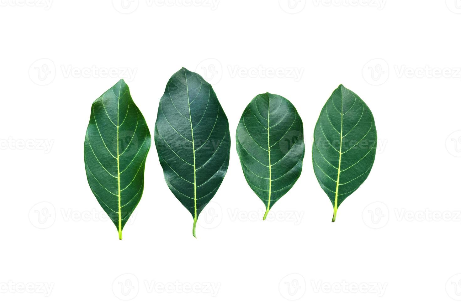 Isolated fresh and green leaves of jackfruit, clipping paths. photo