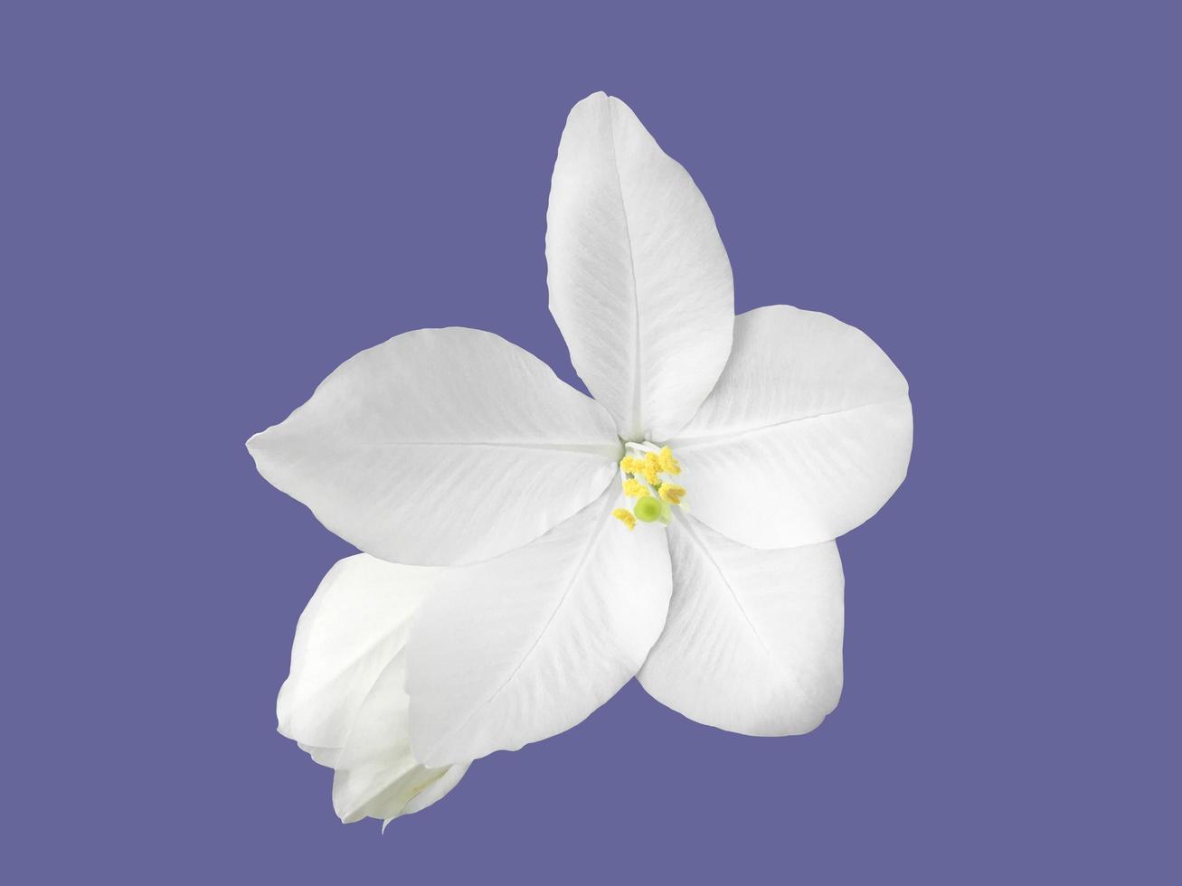 Isolated Bauhinia purpurea plant with clipping paths. photo