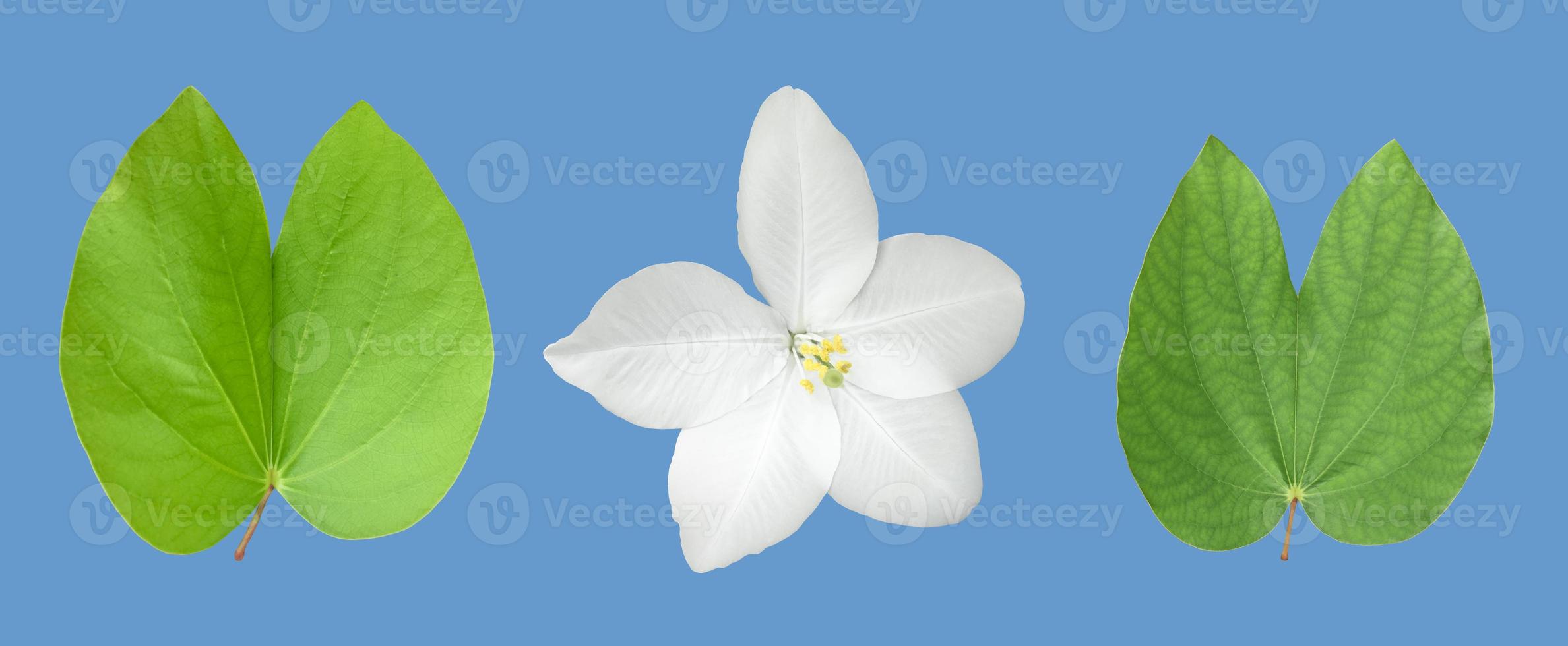 Isolated Bauhinia purpurea plant with clipping paths. photo