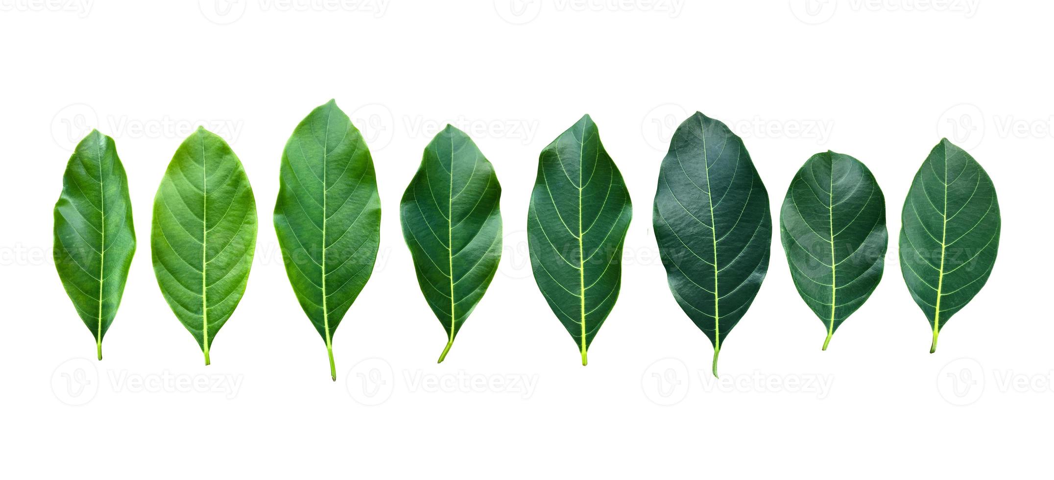 Isolated fresh and green leaves of jackfruit, clipping paths. photo