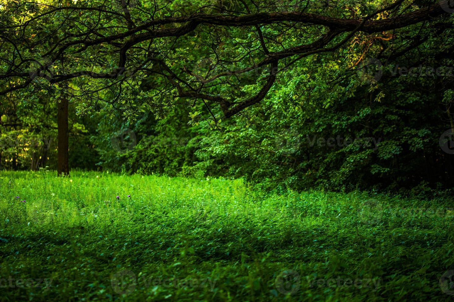 Summer green wild grass under long branch of oak-tree with selective focus. photo