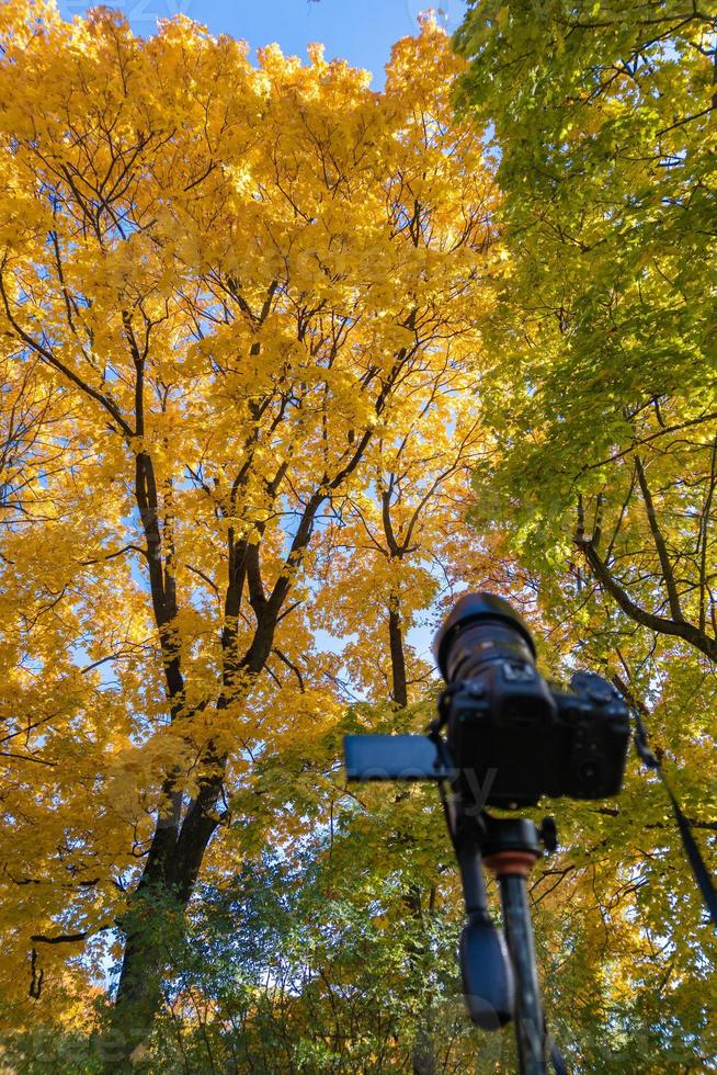 cámara digital moderna en un trípode apuntando hacia el árbol de arce de otoño amarillo foto