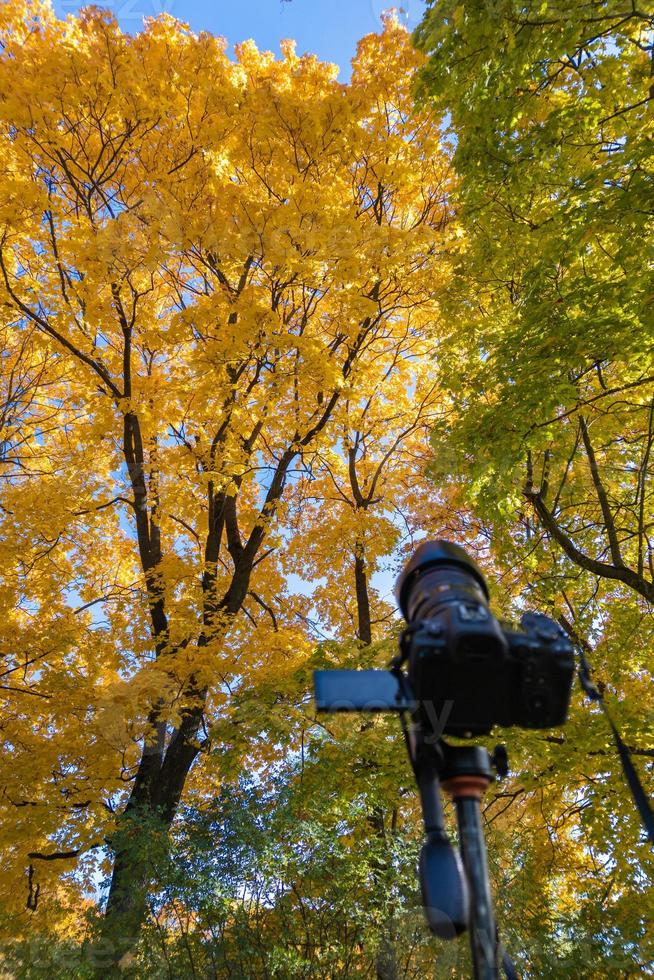 modern digital camera on a tripod pointed toward yellow autumn maple tree photo