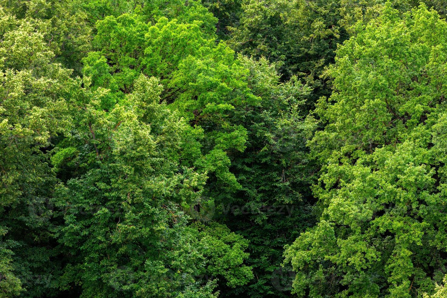 parte superior del fondo de patrón de follaje sólido de bosque de tilo verde de verano foto