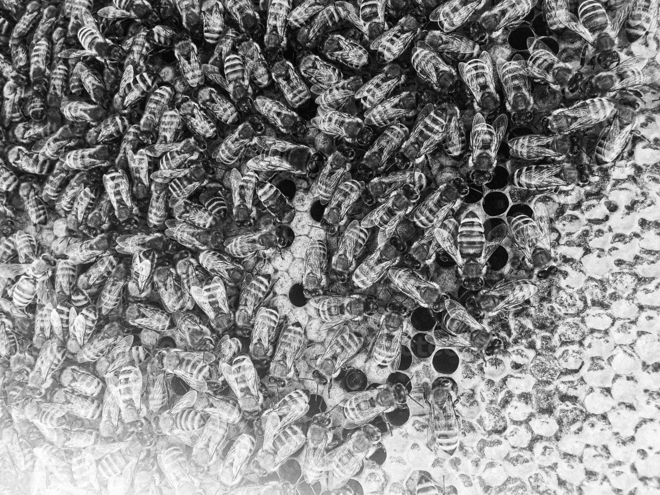 Abstract hexagon structure is honeycomb from bee hive photo