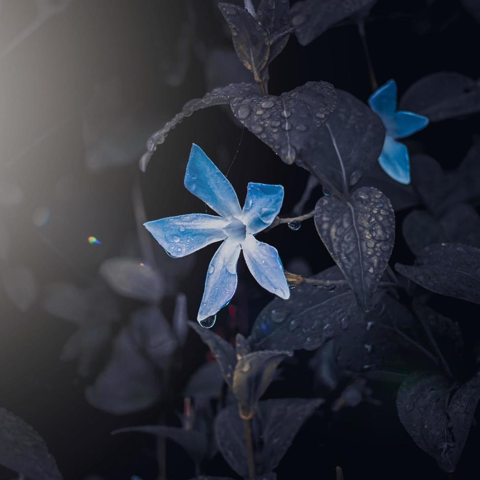 flor azul romántica en el jardín en primavera, fondo oscuro foto