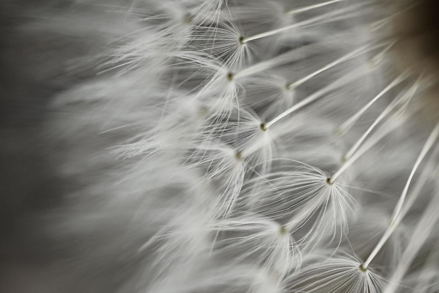 beautiful dandelion flower seed in springtime, white background photo