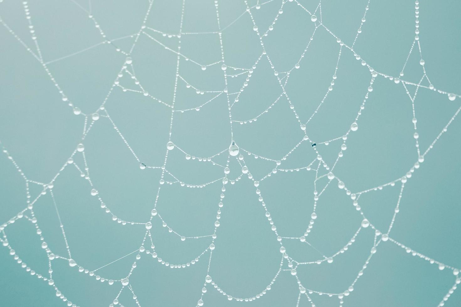 raindrops on the spider web in rainy days, blue background photo