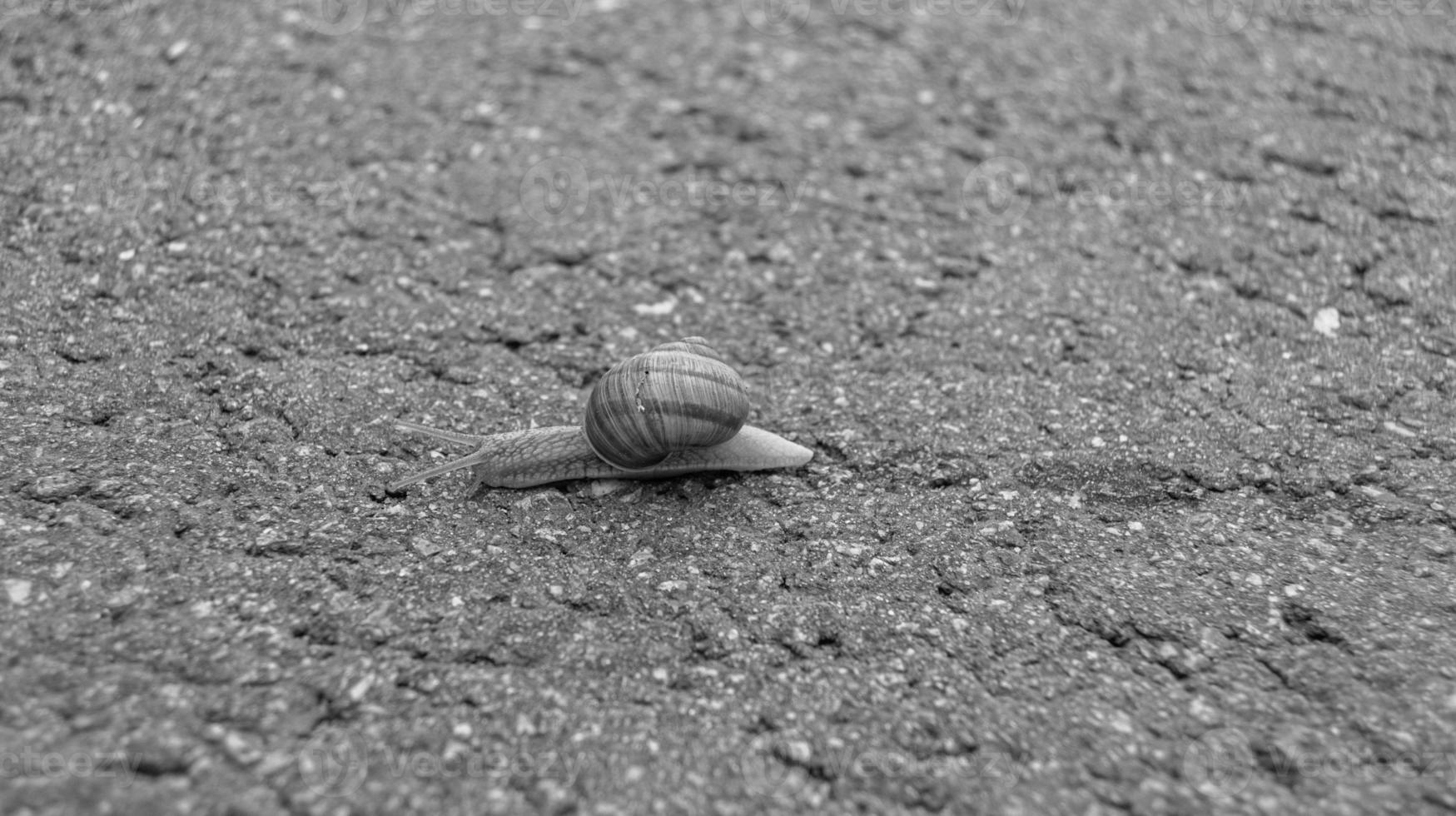 Big garden snail in shell crawling on wet road hurry home photo