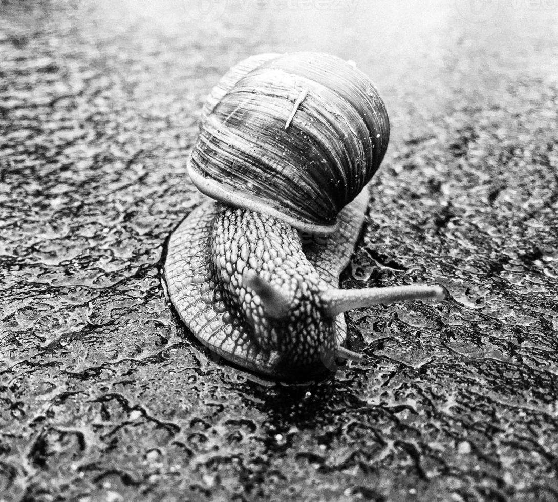 Big garden snail in shell crawling on wet road hurry home photo