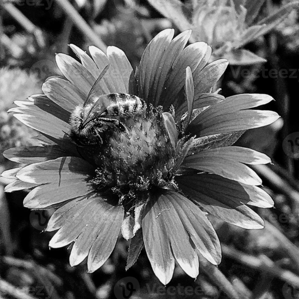 Winged bee slowly flies to the plant, collect nectar for honey photo