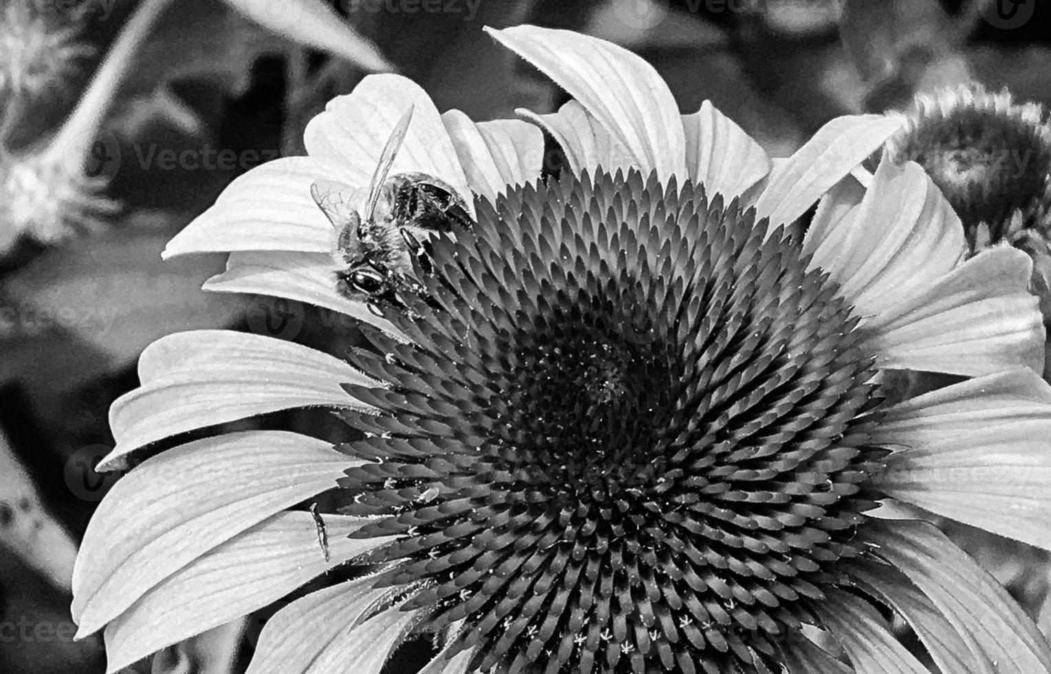 Winged bee slowly flies to the plant, collect nectar for honey photo