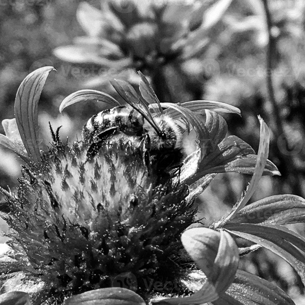 Winged bee slowly flies to the plant, collect nectar for honey photo