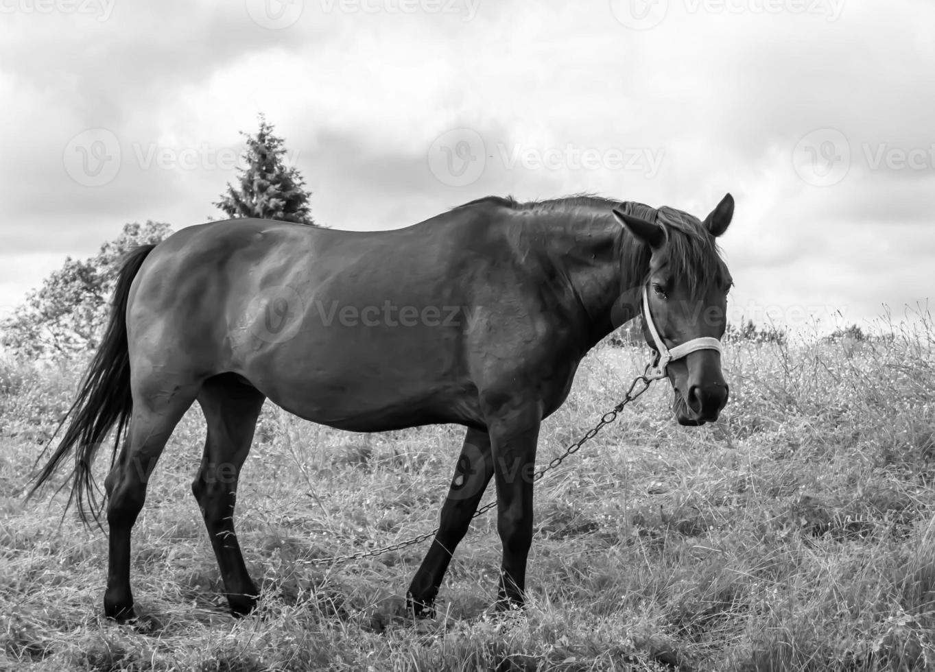 Beautiful wild horse stallion on summer flower meadow photo