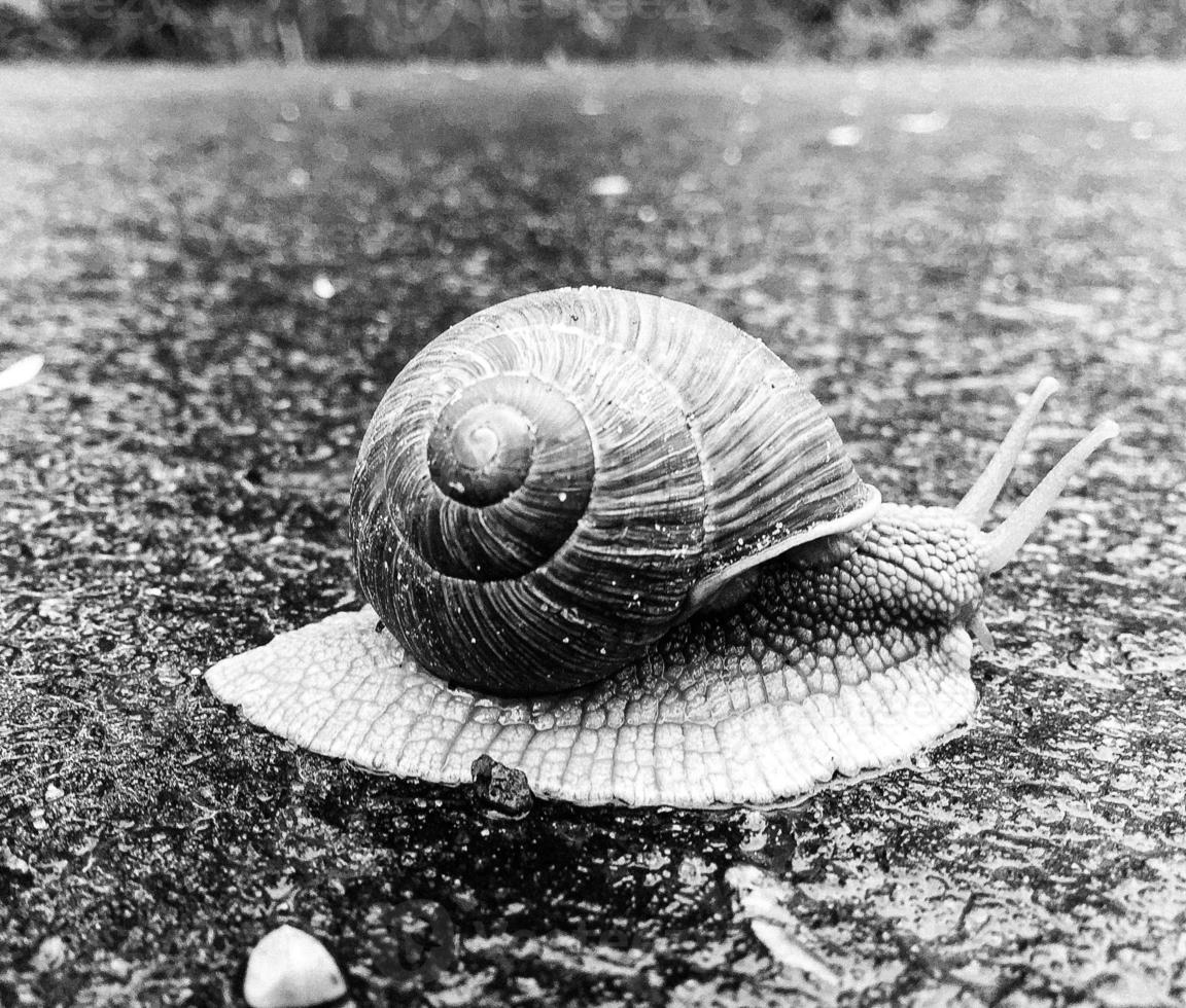 Big garden snail in shell crawling on wet road hurry home photo