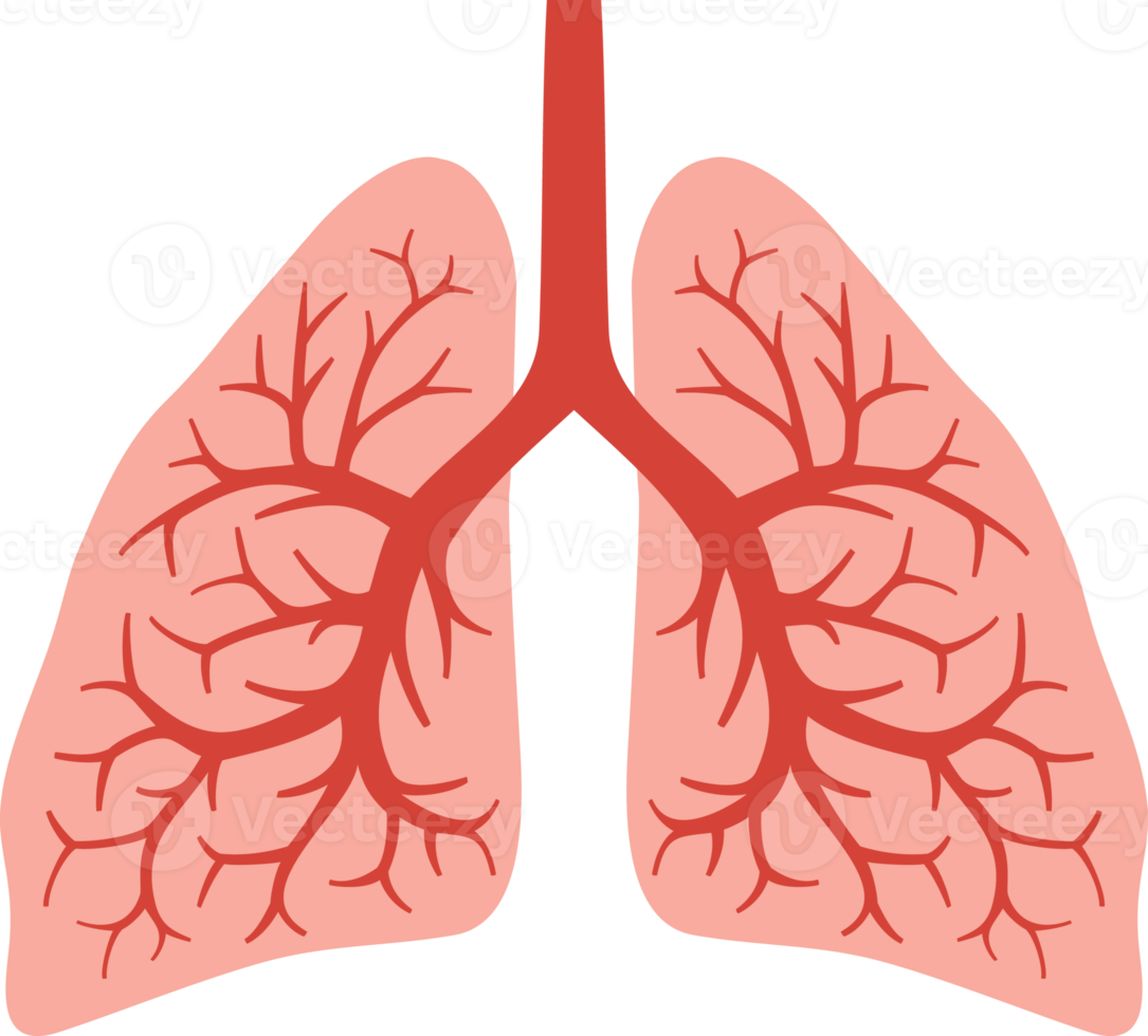 Anatomie der menschlichen Lunge png