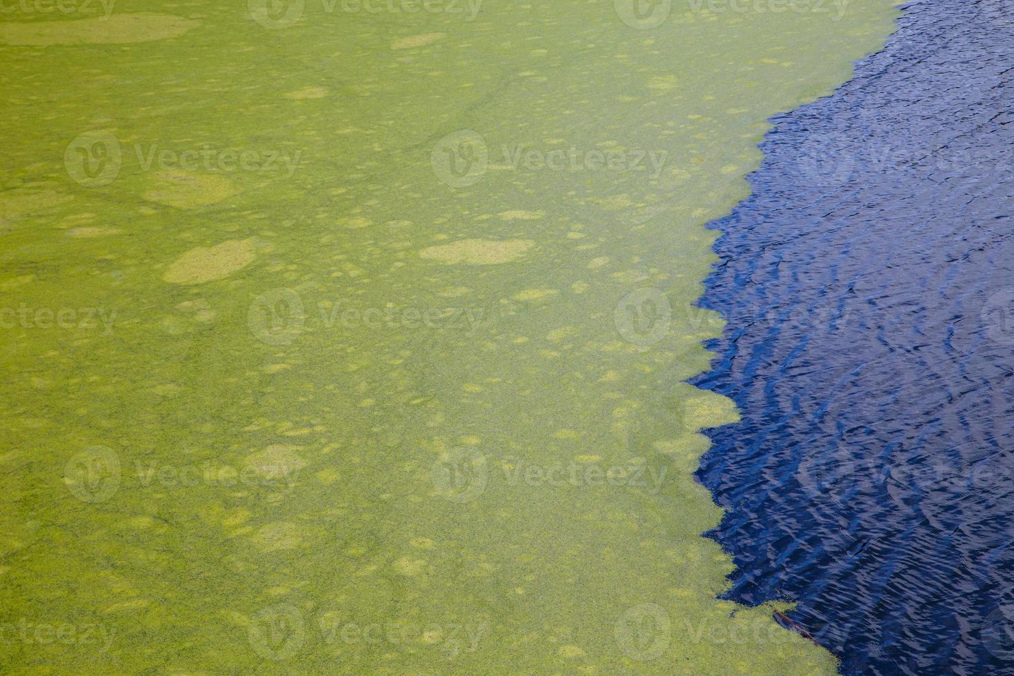 green algae floating on rippled water surface of the pond with pronounced edge photo