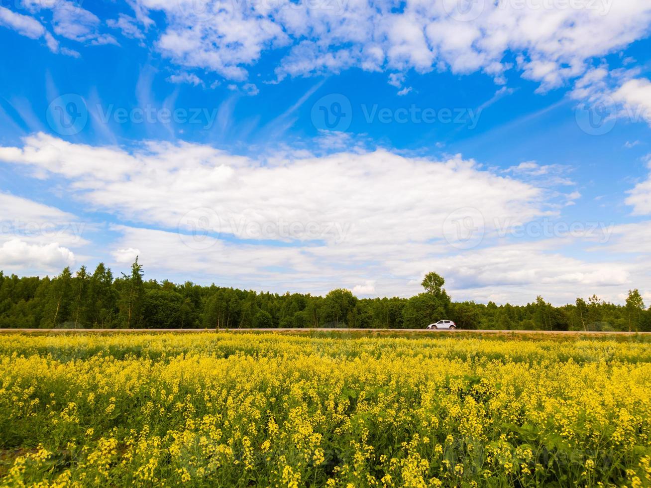 Blooming canola field and blu sky with white clouds photo