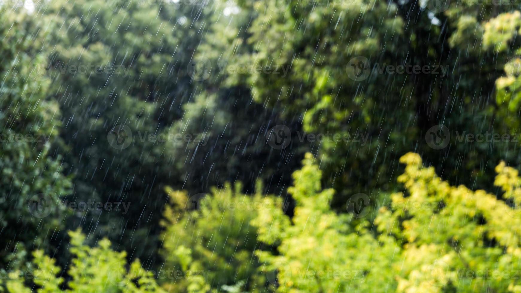 rain falling on blurry green forest background with direct sunlight photo