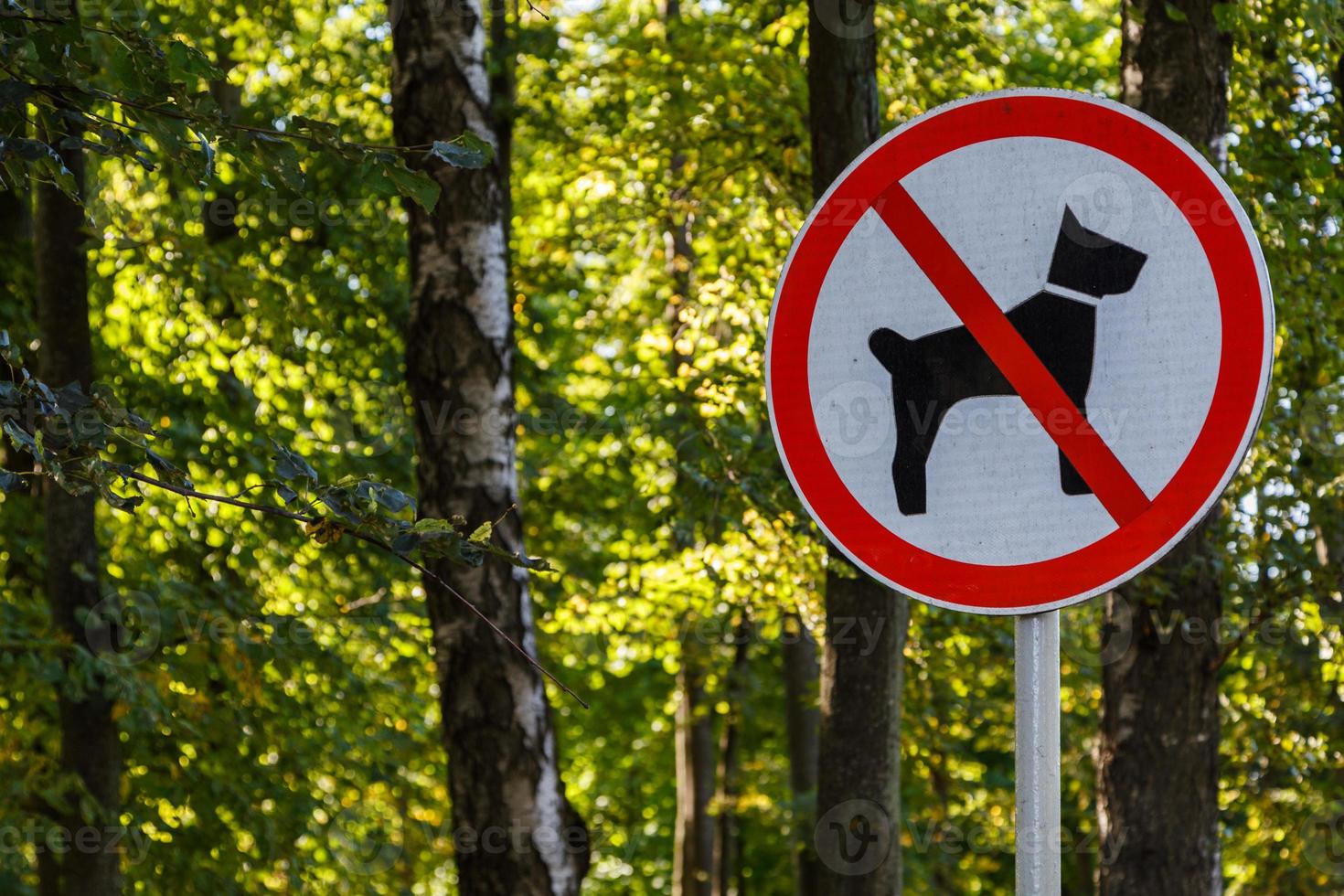 no dogs allowed sign on pole in summer green park forest - close-up with selective focus and background bokeh blur photo